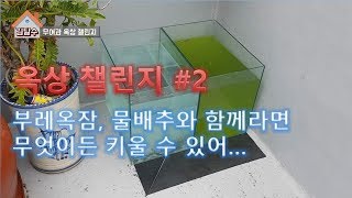 [물생활] 옥상 챌린지 #2 부레옥잠,물배추와 함께라면..[tropical fish aquarium]