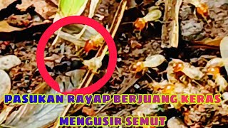 Perang Komando Pasukan Semut VS Pasukan Pengawal Ratu Rayap