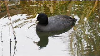 大泉緑地の鳥（２０１９年１月１５日）