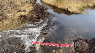 Beaver dam removal || I've reached The Biggest Dam in this channel.