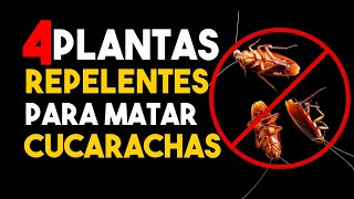 ¡DESCUBRE AHORA! CÓMO ahuyentar las CUCARACHAS con estas 4 PLANTAS REPELENTES y SORPRÉNDETE.