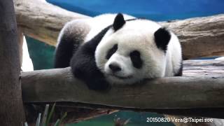 20150820 微笑圓仔 The Giant Panda Yuan Zai @Taipei zoo