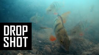 Perch fishing underwater on dropshot with live comments. Lure fishing