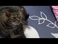 【でぶ猫】シンちゃん５歳 ♂ の生態をご覧ください。【デブ猫】