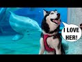 Meeka The Husky Meets Winter The Dolphin! (New BFFs!) 😍