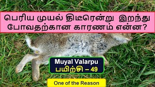 முயல் திடீரென்று  இறந்து போவதற்கான காரணம் என்ன? | Muyal Valarpu | Rabbit Encyclopedia | EP 49, Tamil