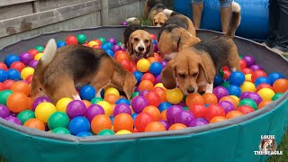 TOP 10 Beagle Dog Parties Ft. Louie & Marie