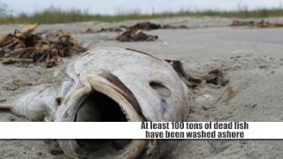 The mass fish deaths in Vietnam - Learn English with P.E.C