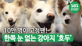 고정팬만 10만 명! 한쪽 눈 없는 ‘견스타’ 호두★ I TV동물농장 (Animal Farm) | SBS Story