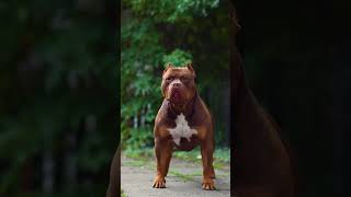 ❤️ Top quality Pitbull dog😯😯#shorts #trending #viral #youtubeshorts