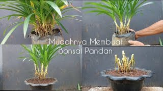 Cara Membuat Bonsai Pandan