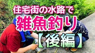 住宅街の水路で雑魚釣り【後編】#小物釣り