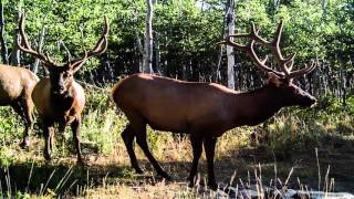 106 Reforestation Aspen regeneration