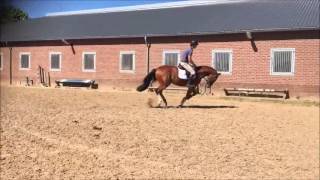 3yo gelding absolutely top level horse