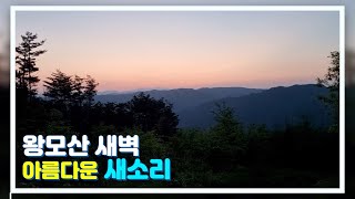 왕모산 새벽의 아름다운 새소리 / 산스님의 힐링 영상