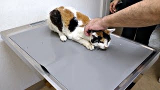 【地域猫】ハナちゃんに病院に行く～現実は厳しく、悲しんでる時間をくれない～【魚くれくれ野良猫】