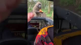 SHOCKING! BABOONS ATTACK TOURISTS ON GAME DRIVE IN LAKE NAKURU NATIONAL PARK.