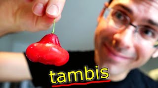 TAMBIS: This Adorable Crispy Fruit Looks Like a Toy (Syzygium aqueum)