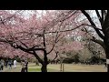 井の頭公園　西園の早咲きの桜　満開ですよ！2023 3 5