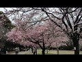 井の頭公園　西園の早咲きの桜　満開ですよ！2023 3 5