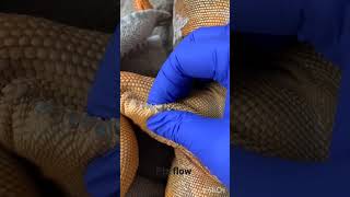 Unstoppable Sia Popping femoral pores on dead iguana #shortvideo #viral #viralvideo #dbvlog01