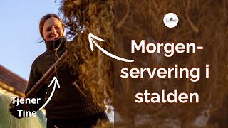 Køerne får morgenmaden serveret - Ep. 24