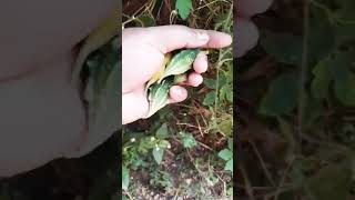 Homegarden 🏡 Bitter gourd harvesting 🧺..... #backyardgardening #gardening #gardening #farming