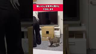 猫じゃらしを背中に隠すとケガをします　　  #shorts #猫じゃらし  #cat #猫 #サバトラ  #保護猫