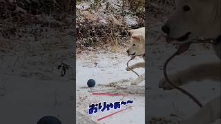 雪だ～　#shorts #dog #柴犬 #白柴 #雪遊び #ボール遊び