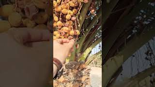 Fresh Dates in Qatar Garden, #dates #qatar #beautiful #shorts