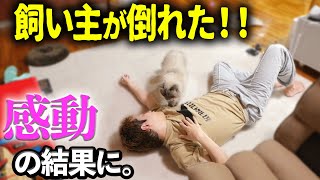 【感動】飼い主が倒れた時の猫の反応が泣ける、、、