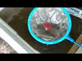 how to culture daphnia moina with catfish water fish fry food