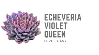 || ECHEVERIA VIOLET QUEEN || CARE TARE ||