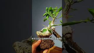 一年多的变化还是蛮大的 #盆景制作技巧 #微型盆景 1 #盆栽 #盆景 #Bonsai