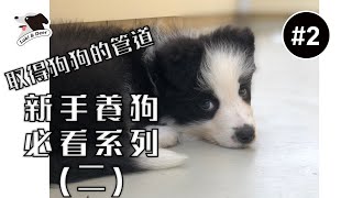 (開CC字幕)新手養狗必看系列(二)該去犬舍、收容所還是寵物店？想養狗千萬別去....???