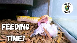 Feeding All My Snakes! Pythons, Boas, \u0026 Colubrids!