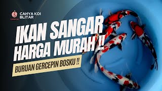 IKANNYA KEREN KEREN HARGA BERSAHABAT BOSKU !! GERCEPIN CHECKOUT SEKARANG LURR !!