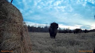 Feeding the bison hay