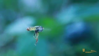 Hover fly \