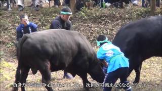 隠岐牛突き　～牛飼いの想いと熱き戦い～