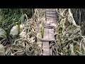 ancient living root bridges