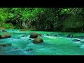 pure nature relaxation flowing water and birds for better sleep