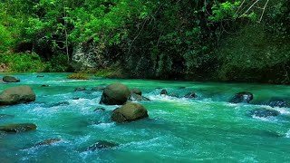 Pure Nature Relaxation: Flowing Water and Birds for Better Sleep