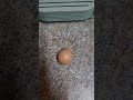 World's smallest chicken egg!