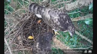 [大安鳳頭] 2017 06 13 11 19 兩寶早午餐爭奪戰 (上午10:35:12送餐)