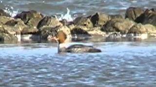 birds nl... goosander (female)