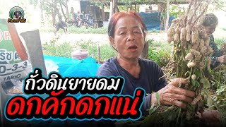 ถั่วดินยายดม ดกคักดกแน่#เกษตรอีสานยุคใหม่ #ถั่วลิสง #ถั่ว #เกษตรยุคใหม่ #อิสาน #เกษตรกร #ชาวสวน