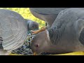 band tailed pigeons at the feeder. birds birdfeeding wildlife pigeon