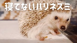 寝たふりをするハリネズミが可愛過ぎる Hedgehog pretending to be asleep