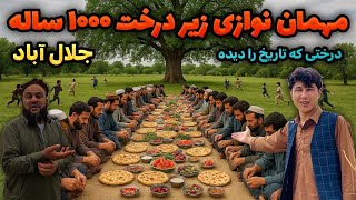 از چنار هزار ساله تا مهمان نوازی مردم مهربان جلال آباد #ننگرهار #درخت #افغانستان #هزاره #پشتون